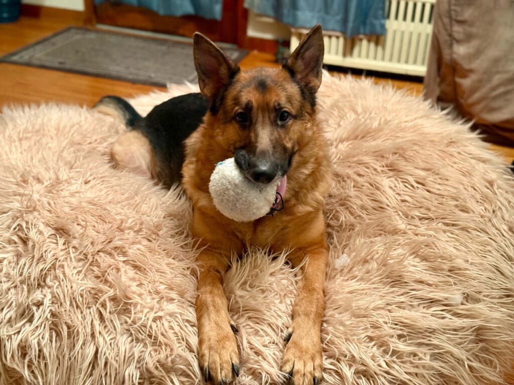 Moose on the beanbag chair